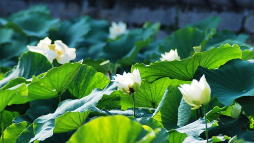 Suy ngẫm về một bài ca dao